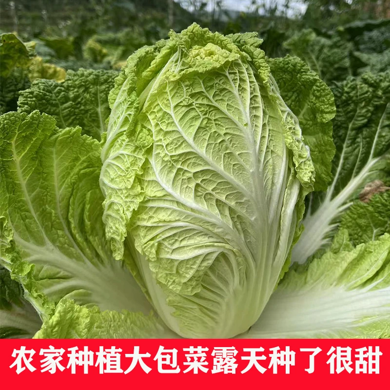 贵州高山露天白菜心农家自种绿色蔬菜大白菜心绿色白菜天然蔬菜