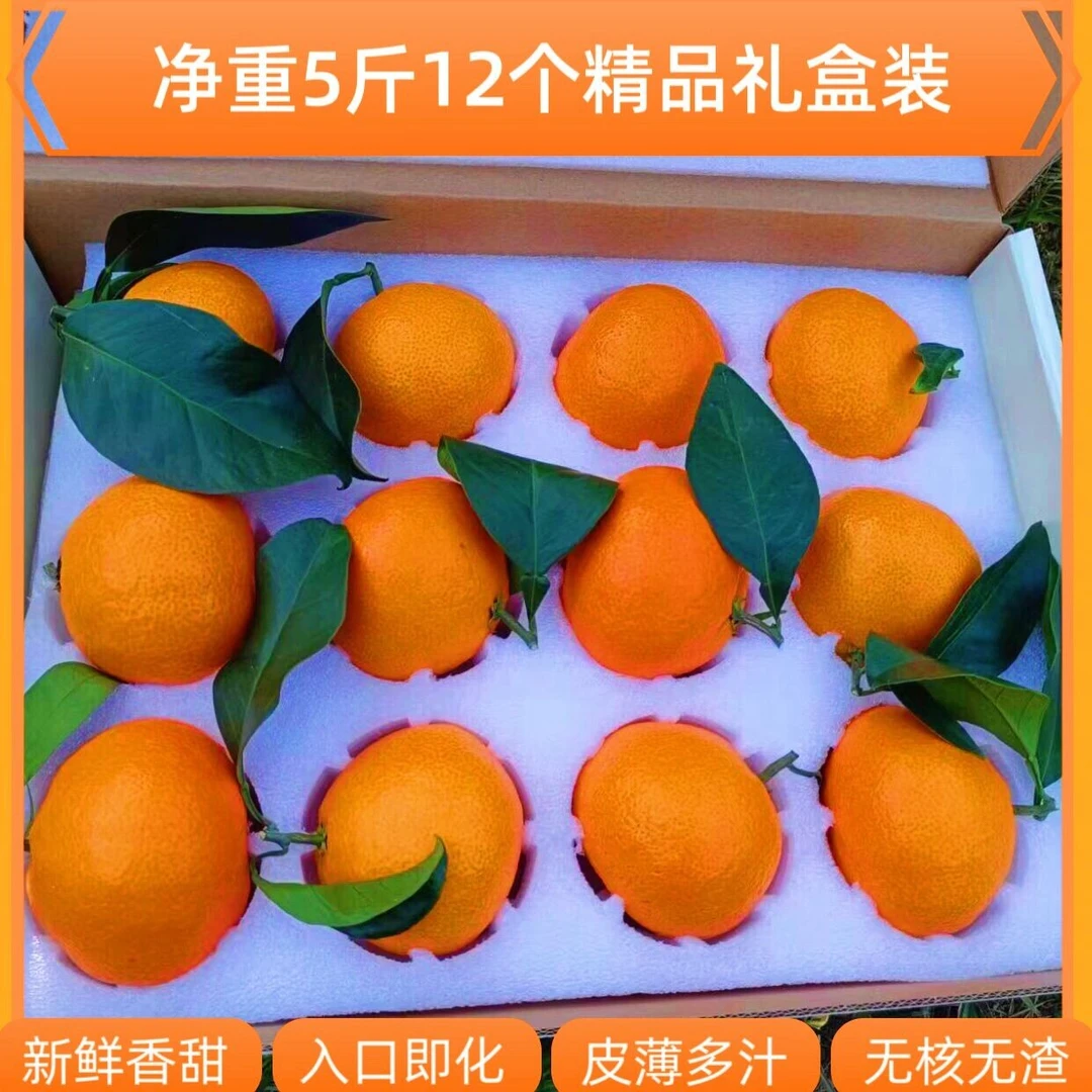 象山红美人10-12个精品礼盒装 入口即化软糯香甜现摘现发全国包邮