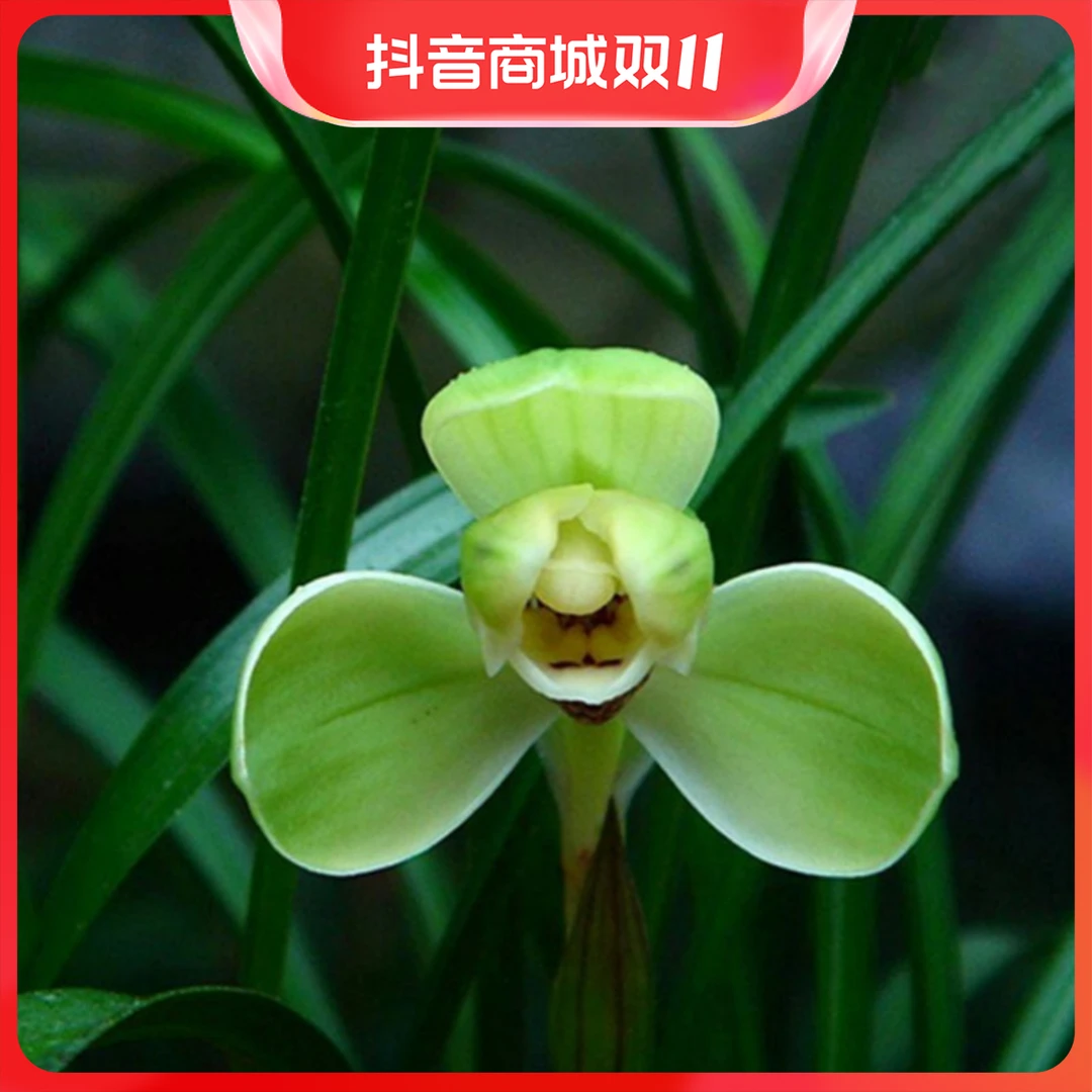 特价 宋梅 兰花盆栽植物室内四季春兰浓香好养客厅 名贵兰花苗