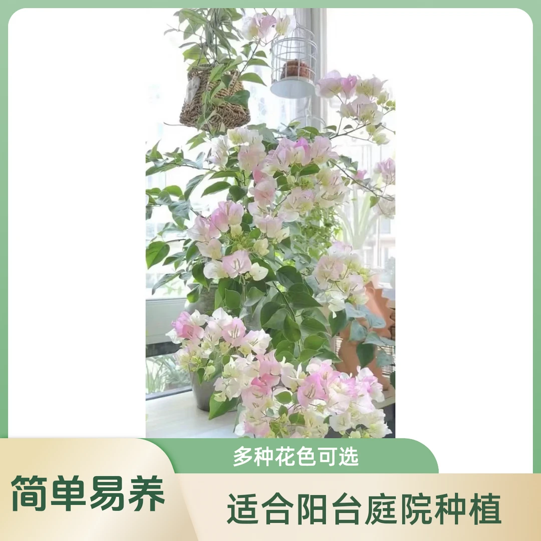 三角梅勤花品种 ，一物一拍，阳台庭院开花观赏养花