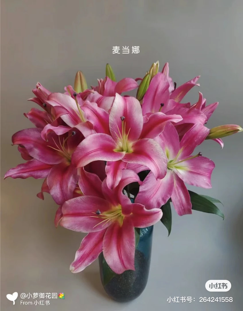 仓库麦当娜百合多头，我要买我不售后