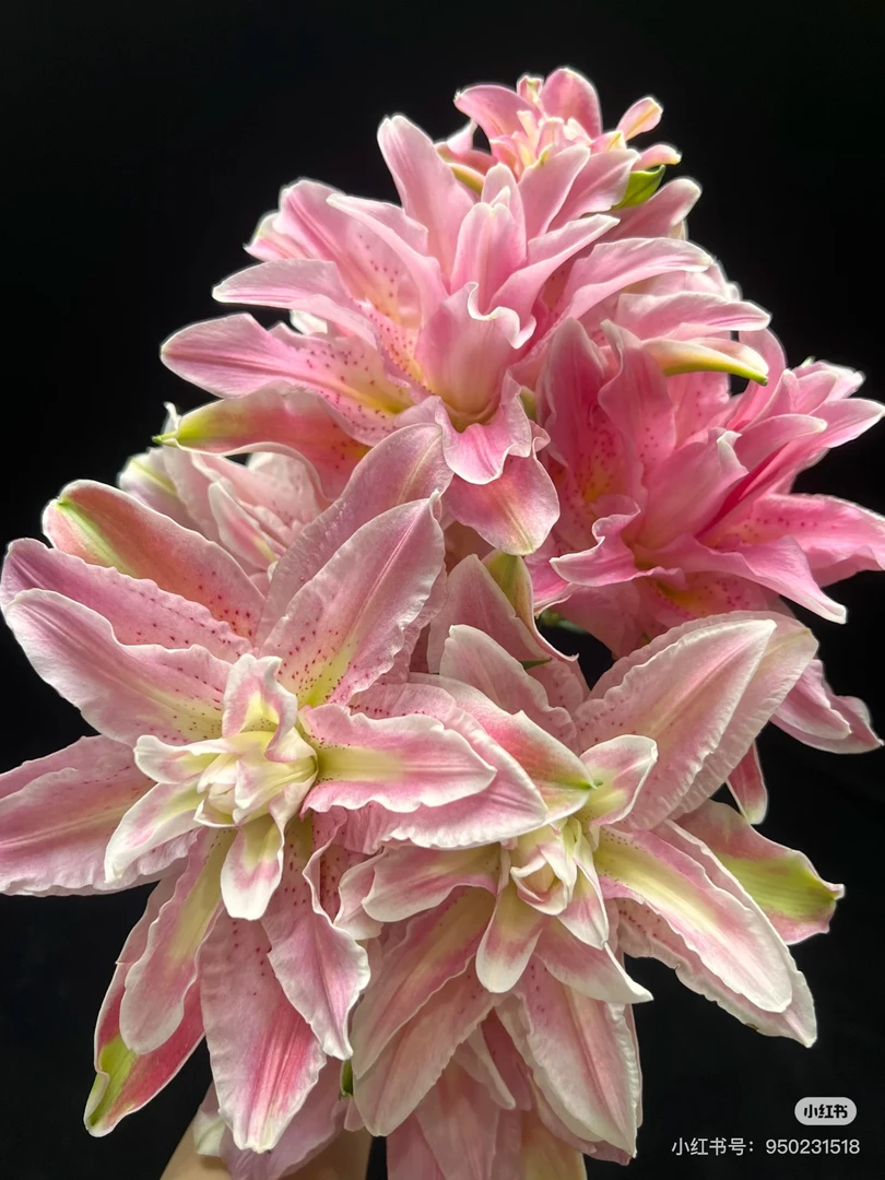 4号红蜜糖重瓣百合，2-3头，我要买我不售后