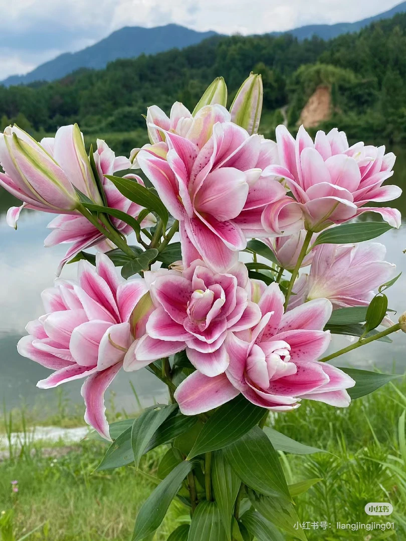 独一把重瓣百合杂烩，我要买我不售后