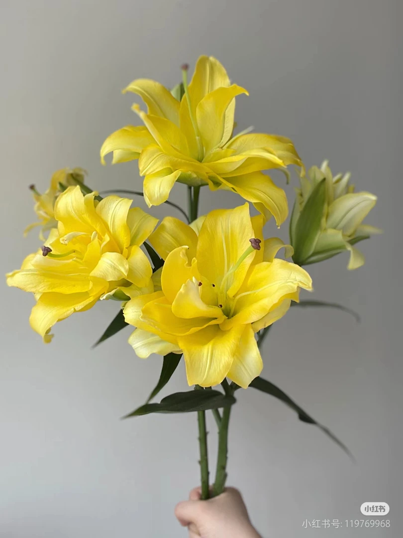 4号丑花异国阳光重瓣百合混头，看好再拍 我不售后