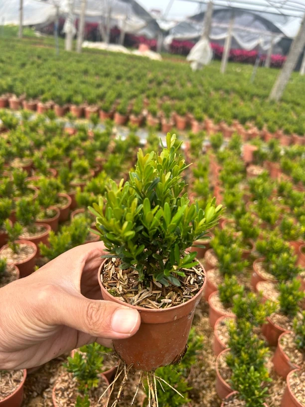 精品雀舌黄杨小绿植