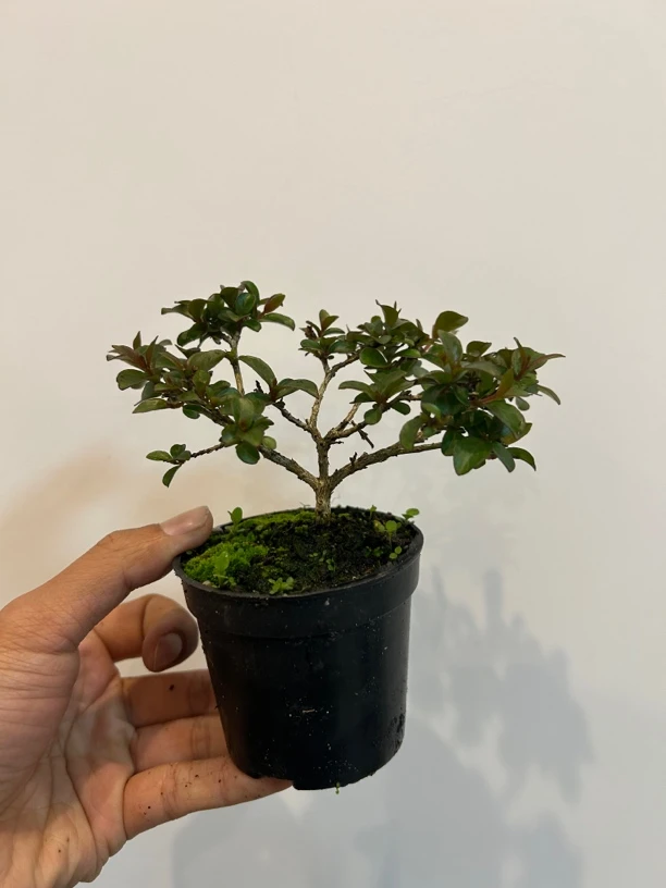 姬紫薇绿植盆栽精选室内蓝花楹瘤枝卫矛