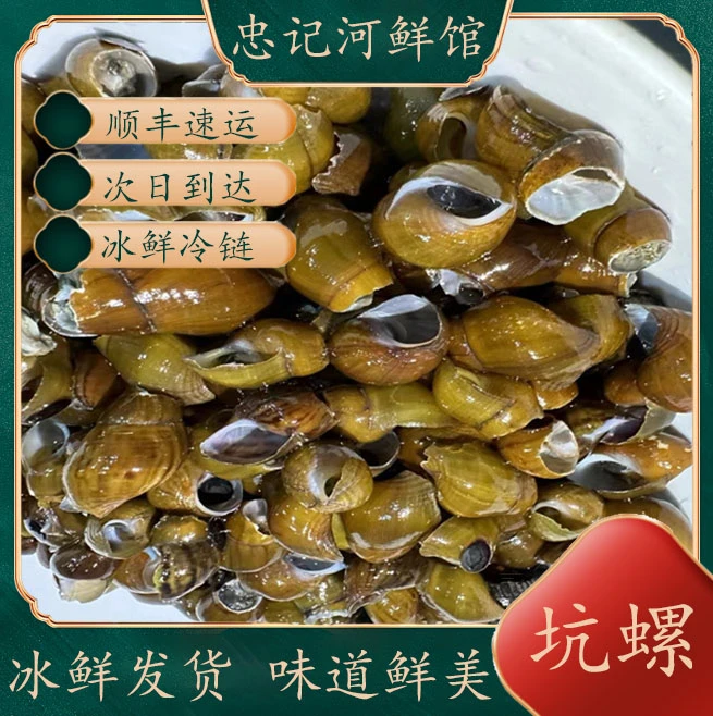 山坑螺河螺石螺溪螺山沟螺正宗靓螺