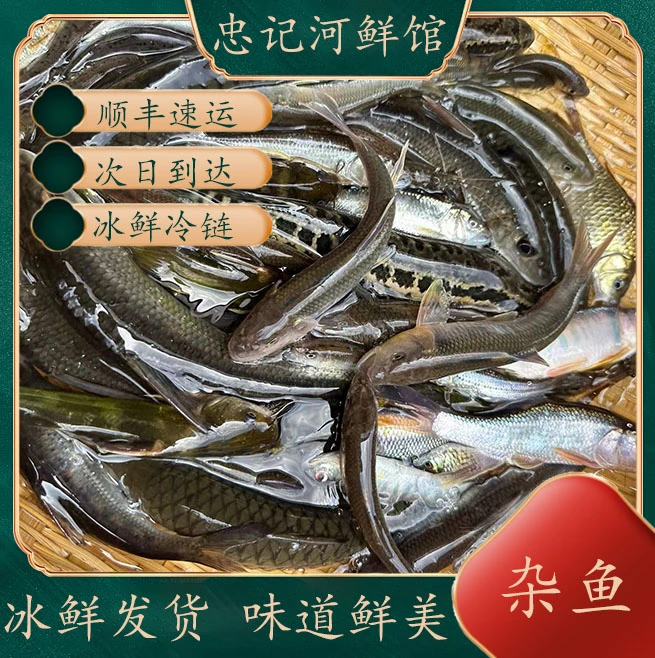 正宗万绿湖小河鱼小溪鱼新鲜河杂鱼山坑小溪原生鱼万绿湖冰鲜河鱼