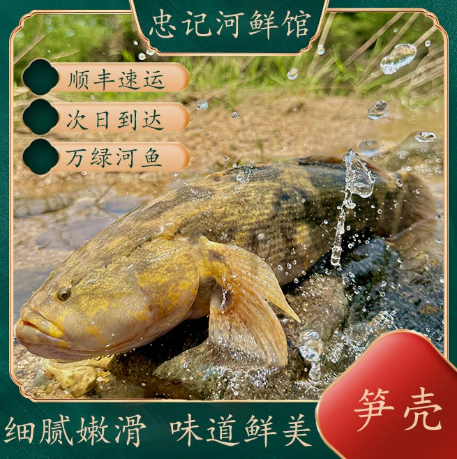 沙塘鳢新鲜现杀清蒸笋壳鱼呆子鱼虎头鲨虎头鲨土憨鱼冷链