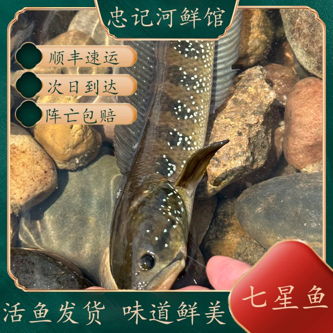 大货七星鱼月鳢新鲜养公雷龙鱼肉食猛鱼鱼中珍品