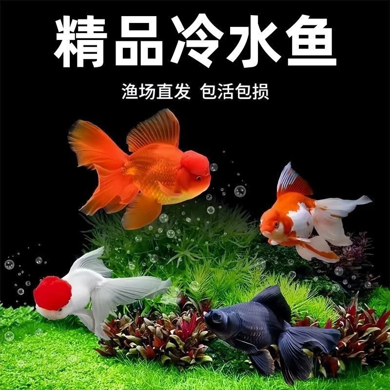 观赏鱼金鱼随机发8-13开箱包活录制开箱视频