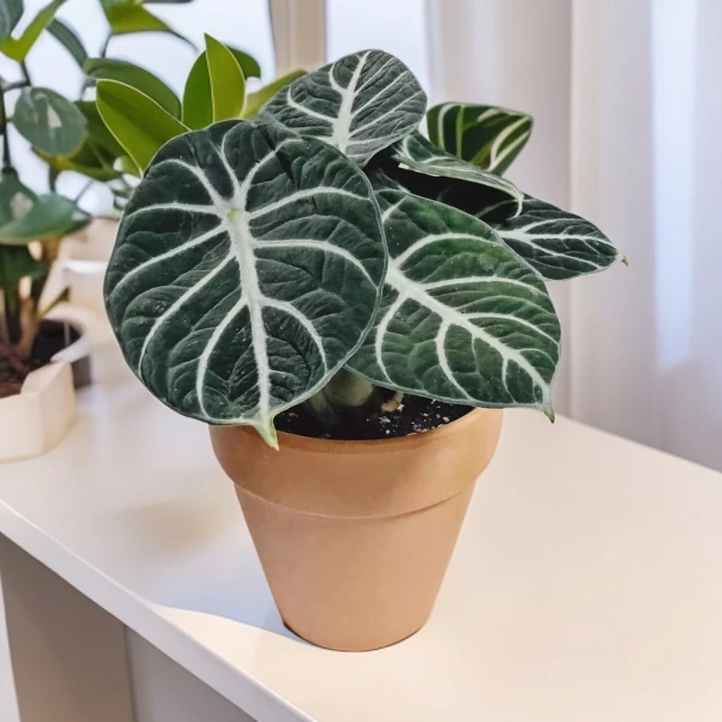 忍者海芋热带好养丝绒感网红观叶植物易养活室内桌面盆栽易养护