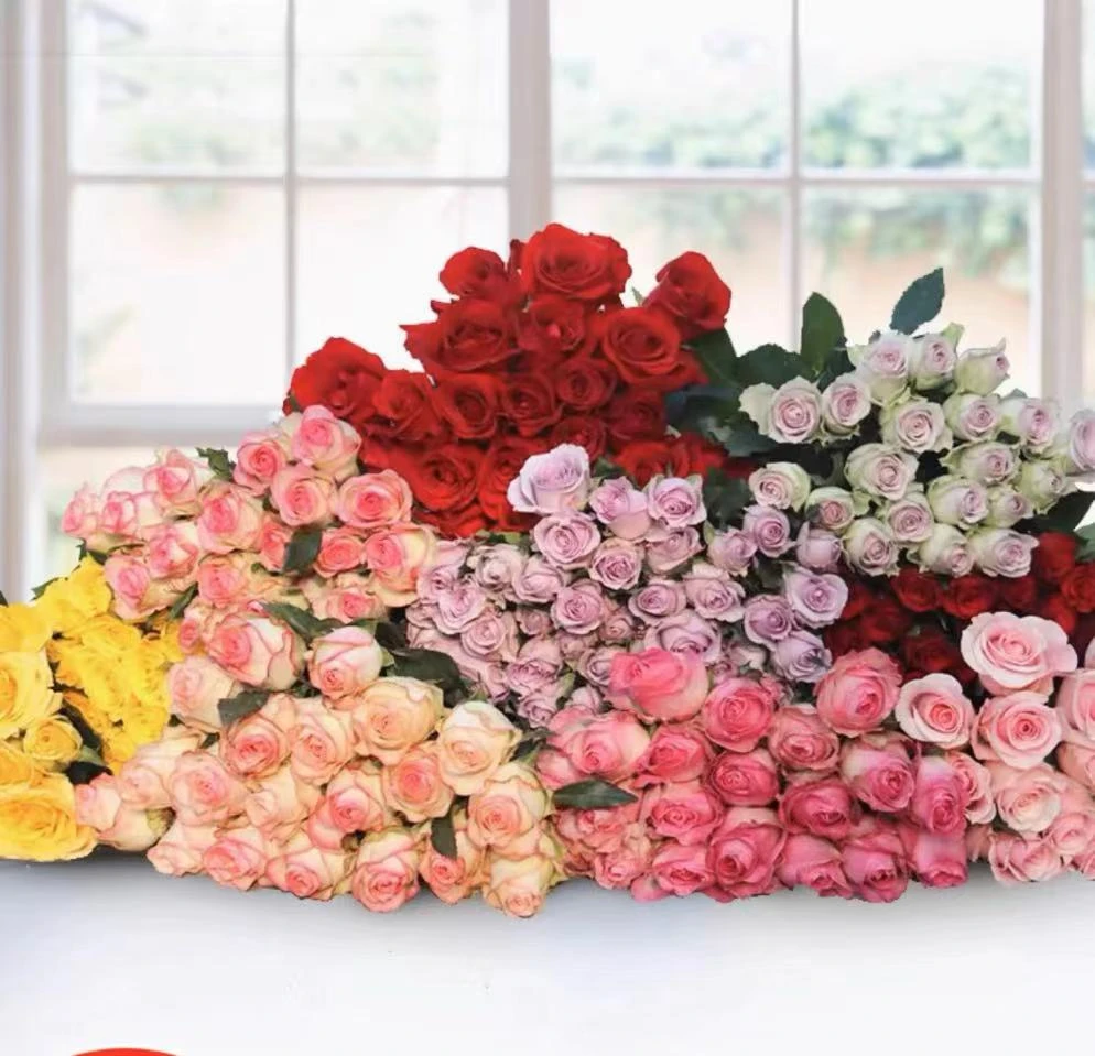 【鲜花玫瑰】基地玫瑰有加之介意勿拍20%不售后介意勿拍 基地直发