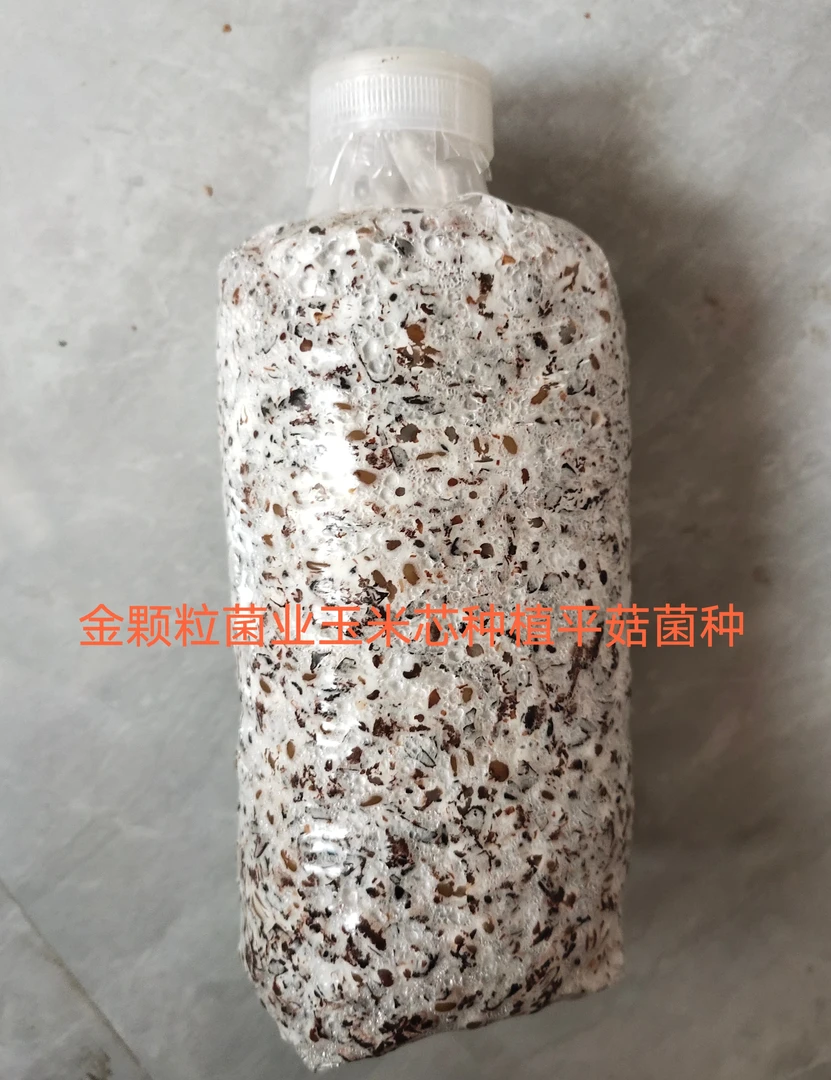 平菇菌包 菌种 蘑菇生产袋 家庭种植食用菌出菇袋 可以自己种植