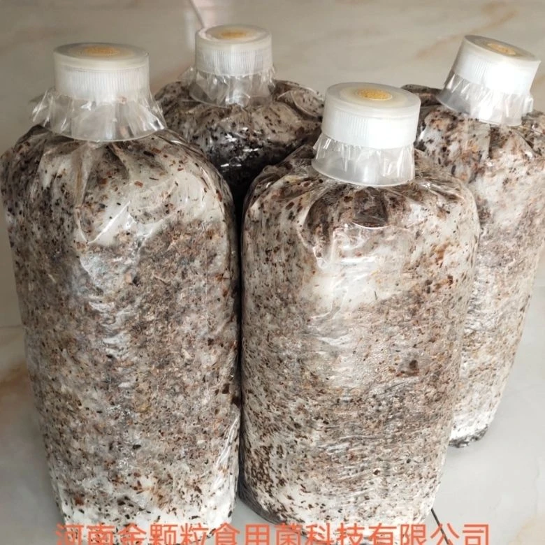 毛慈菇伴生菌不带果夹药用毛慈菇伴生菌 果夹种植菌菌包