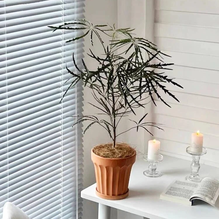 【孔雀木】侘寂风精致书房观叶盆栽室内外好养吸甲醛净化空气绿植