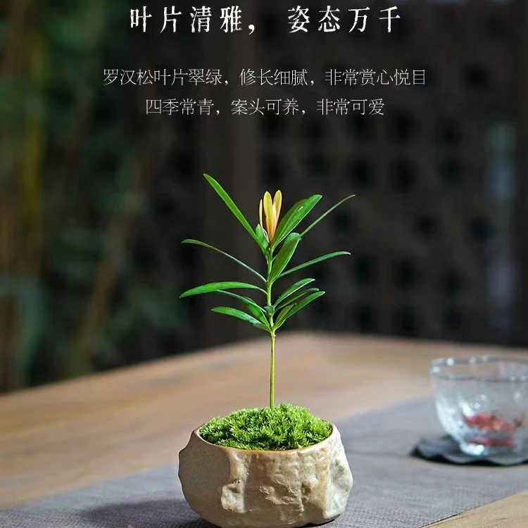 罗汉松迷你雅致桌面小盆栽茶桌书桌微盆景好养海岛礁石室内植物