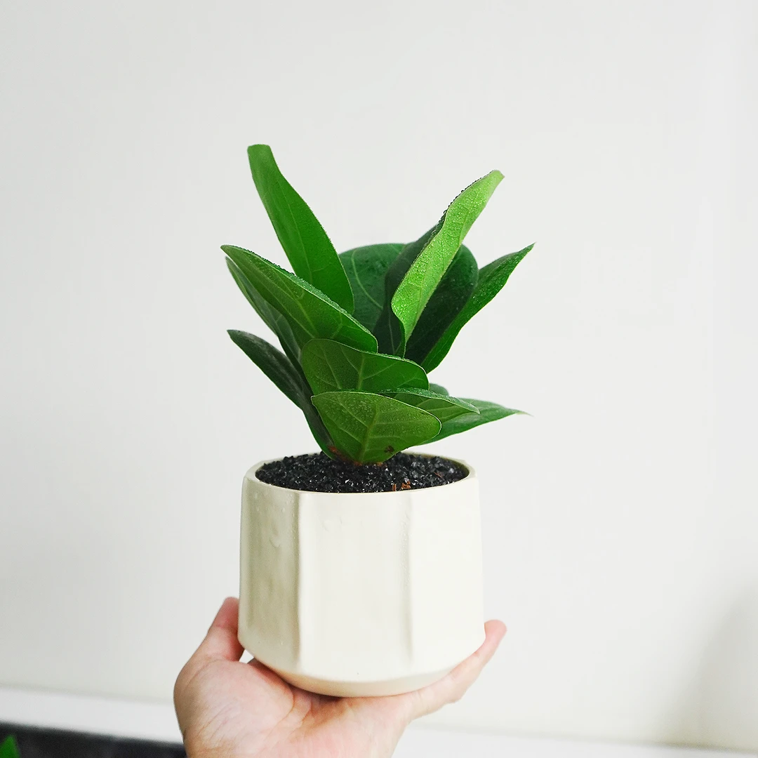 【芭比琴叶榕】芭比榕ins风盆栽植物室内外办公室桌面净化空气