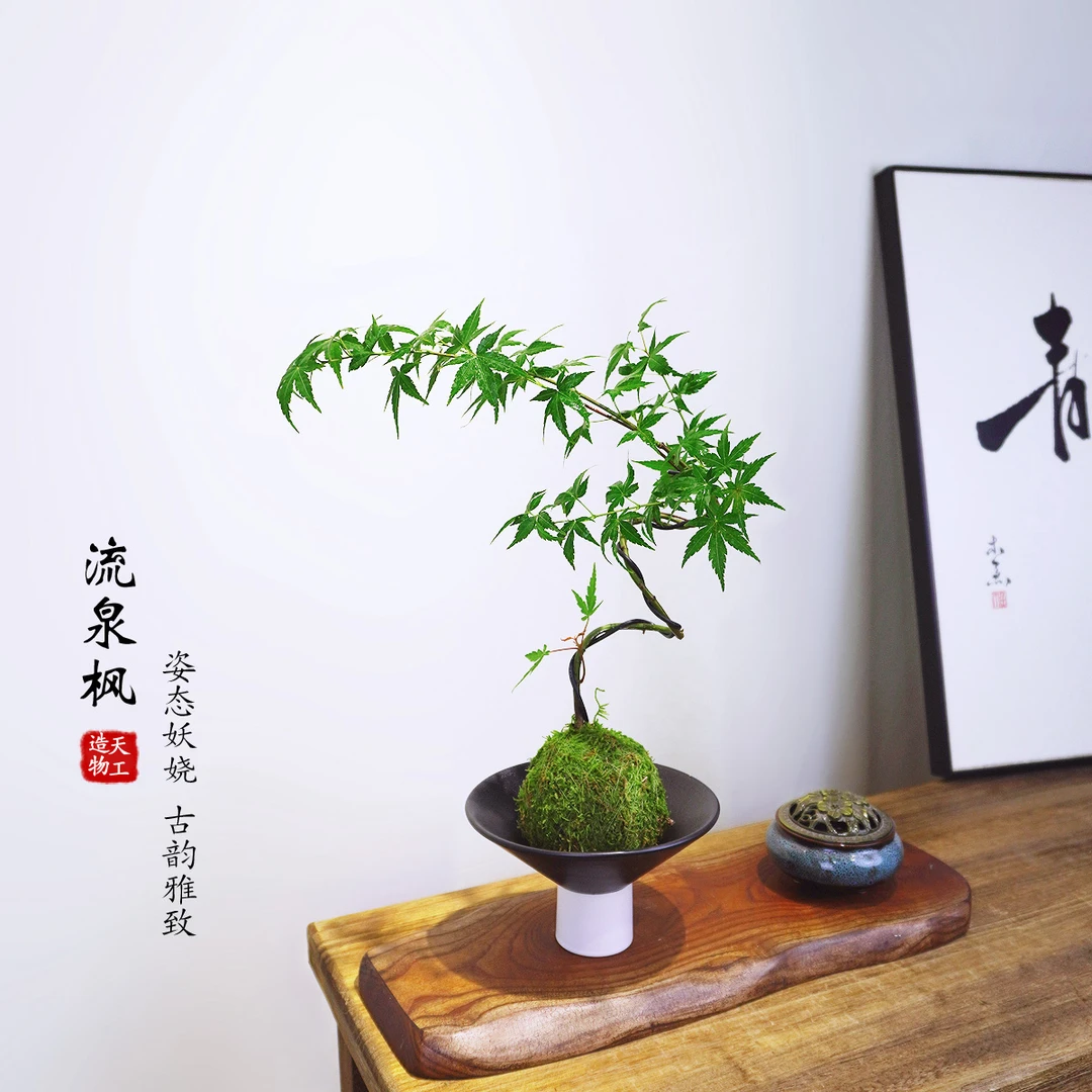 【造型流泉枫】盆栽室内外观叶植物四季好养花卉绿植盆景净化空气