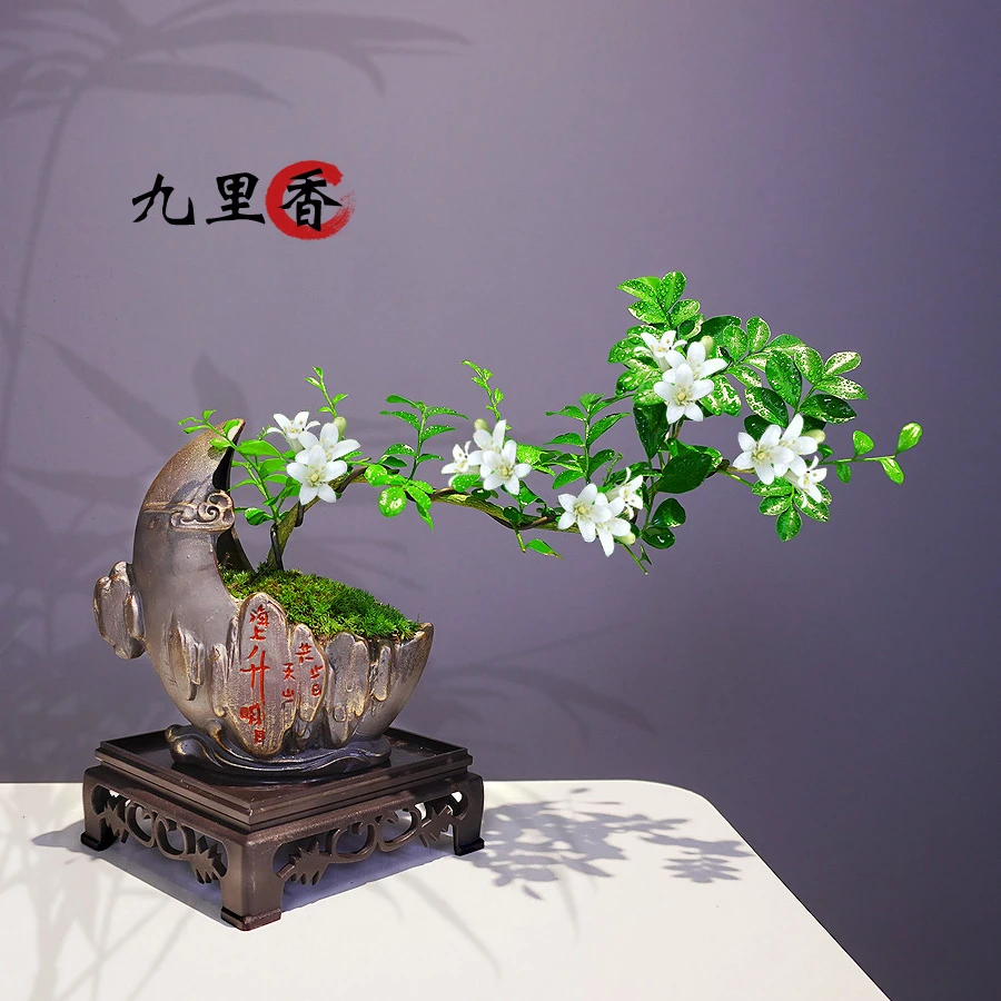 悬崖飘枝九里香盆栽室内小盆景办公桌面造型绿植摆件好养开花植物
