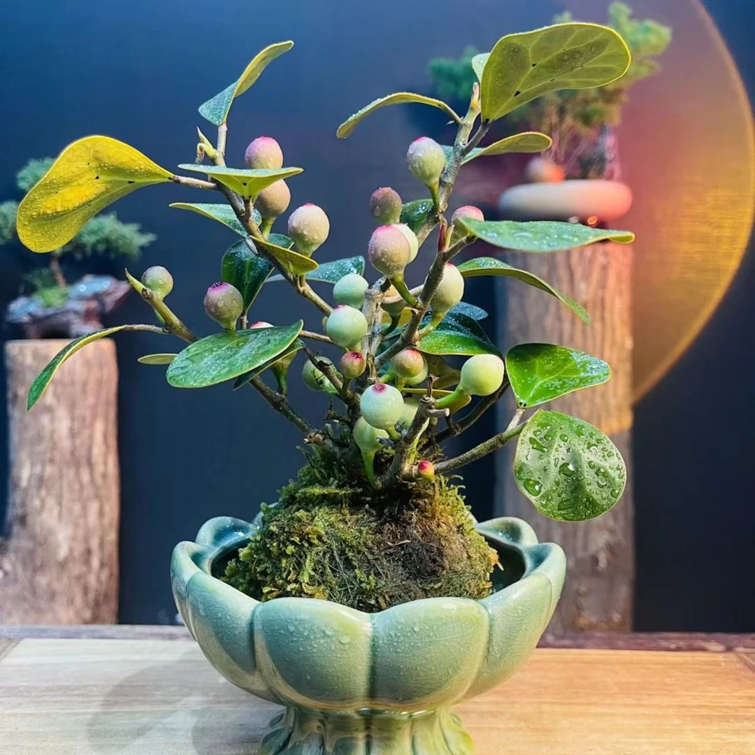 丛生小盼菩提树盆栽植物室内禅意盆景办公室桌面好养观叶观果绿植