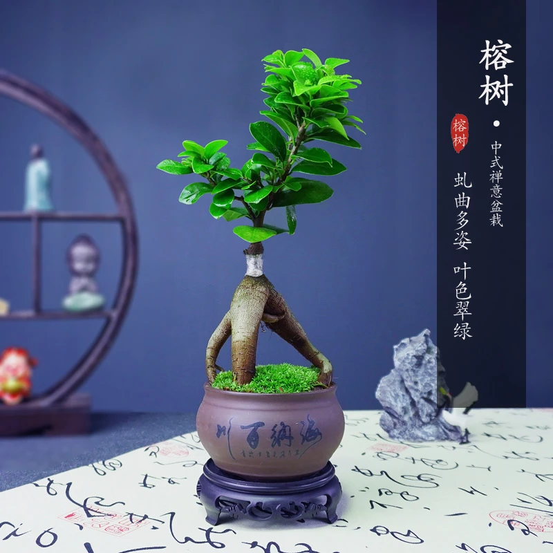 浮根人参榕小叶榕四季常青耐寒榕树造型树桩室内盆栽绿植好养易活