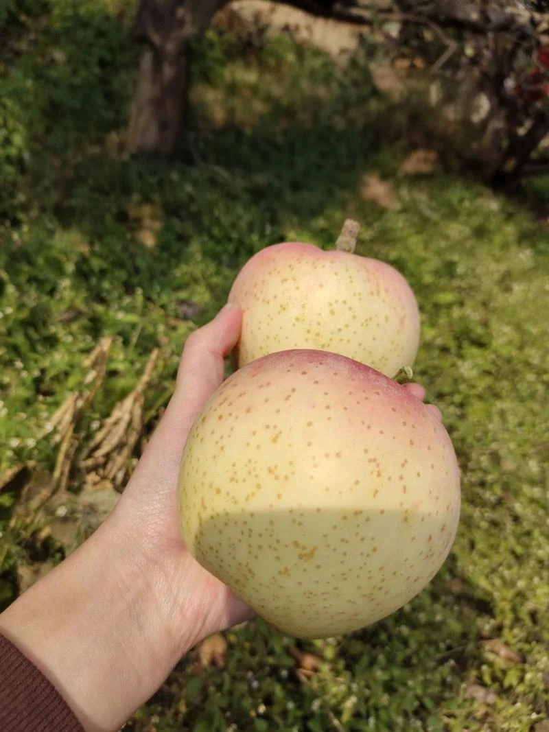 清东陵新立苹果（王林中果）