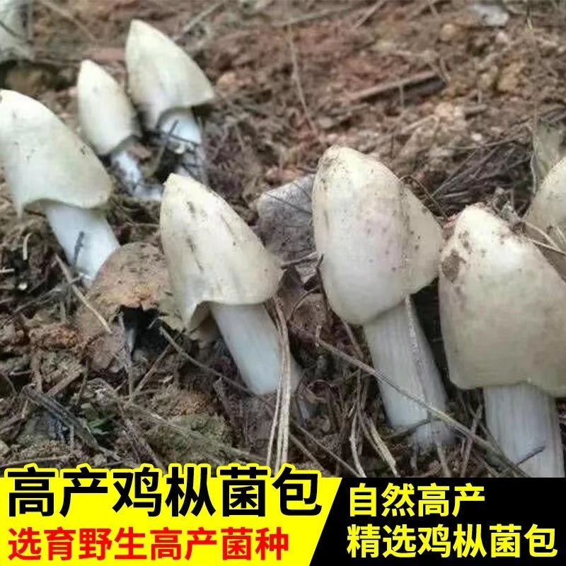 正宗高产鸡枞菌种植包云南野生当季新鲜鸡枞菌母种人工栽培新技术