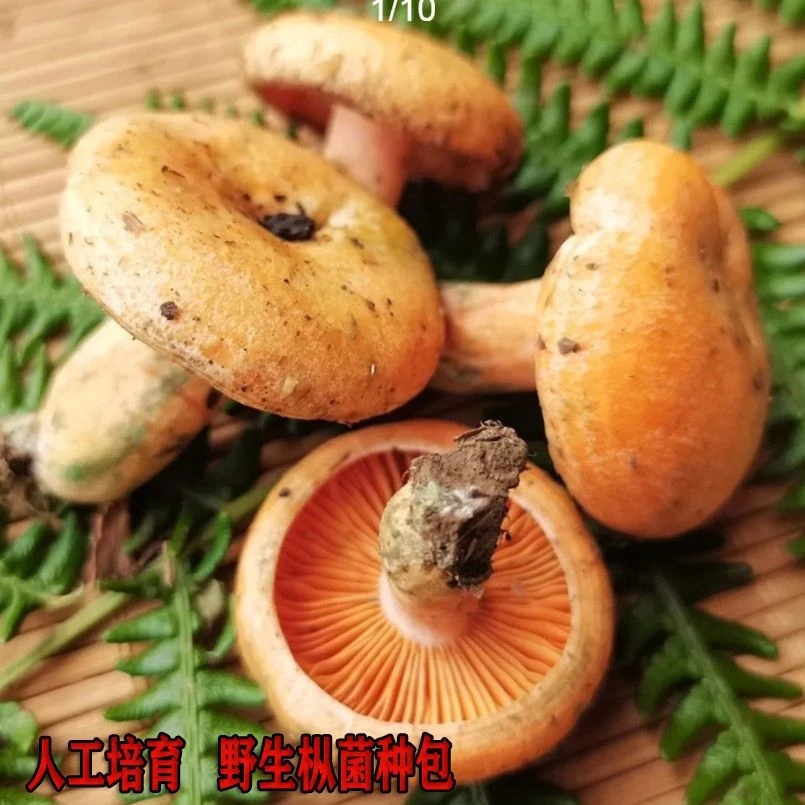 高产野生乌纵菌菌包 松菌 乌纵菌 黄碟菌 松纵菌松菇人工种植菌包