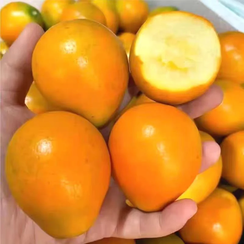 《脆蜜金柑》融安第三代金柑A级果纯甜多汁新鲜脆蜜第三代脆蜜金桔