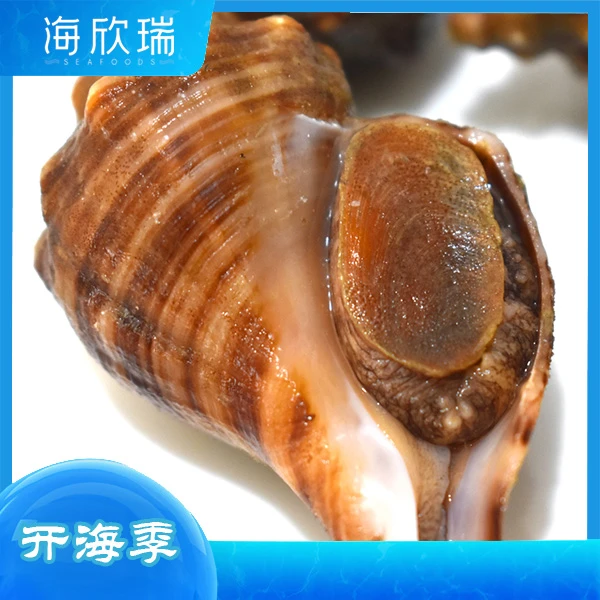 大连红螺（500g）