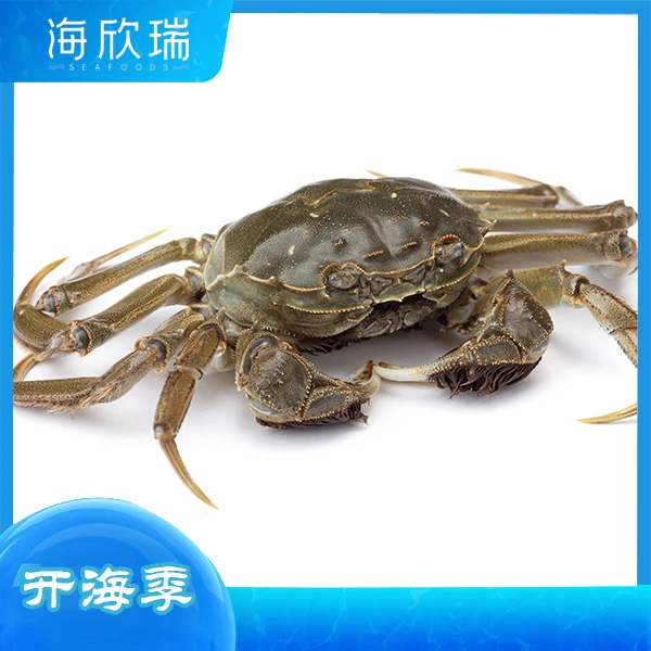 2.5母大闸蟹一只（约125g）