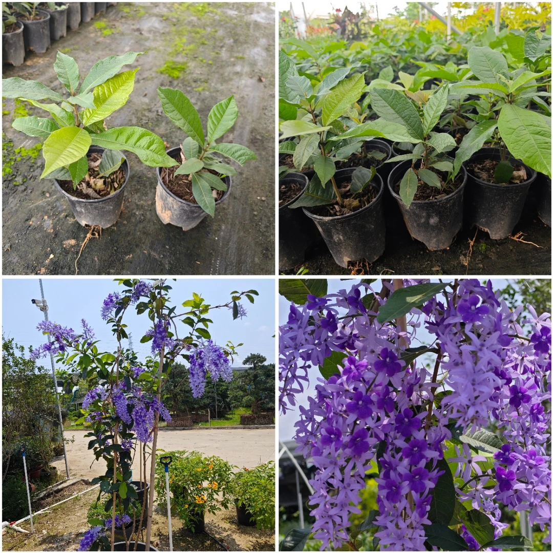 大叶蓝花藤苗 别墅庭院阳台观花植物易活好养花期长许愿藤