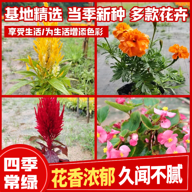 直销盆栽绿植美观室内前台办公植物花卉植物四季开花懒人好养易活