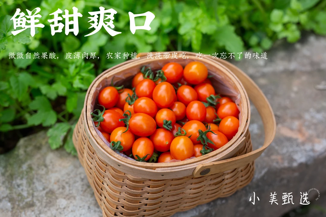 现摘黄色小番茄金玲珑圣女果甄选小西红柿鲜甜应季孕妇皮薄非千禧