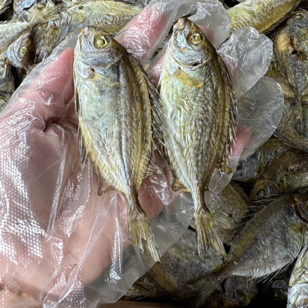 灵猛鱼干即食零食海鱼即食灵芒鱼干晒干淡干不咸汕尾本港海鲜干货