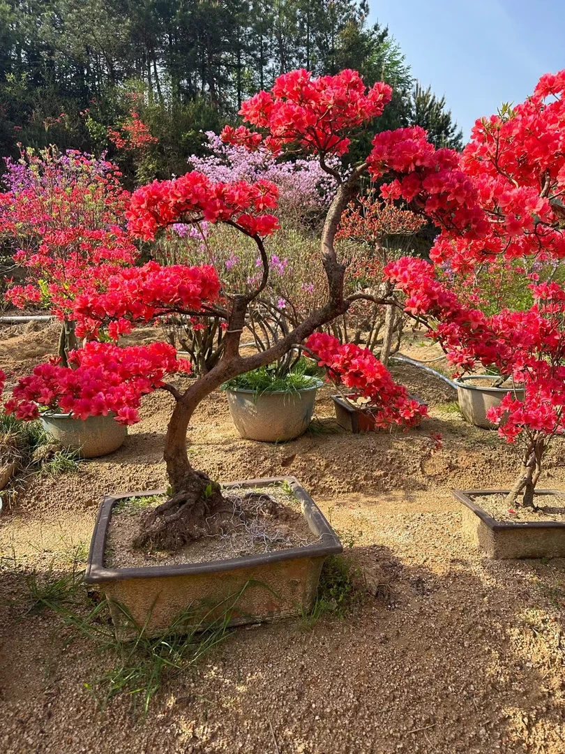 大别山先花后叶品种映山红