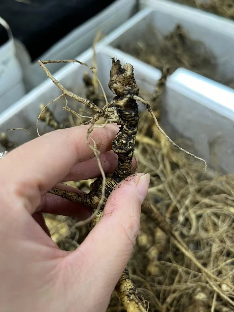 长白山林下籽参，改价链接，可煲汤泡酒煮水，一手批发