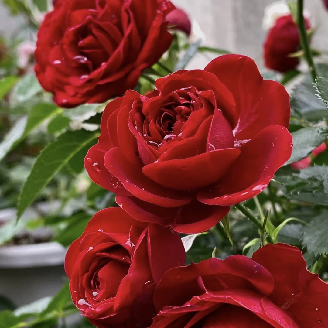 【中国红】年宵花春节送礼云南鲜花基地直发