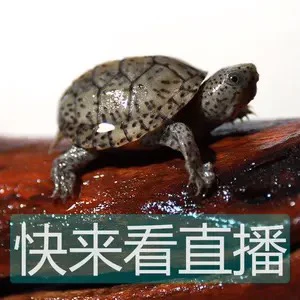 共赢龟业直播选龟链接，请勿乱拍！