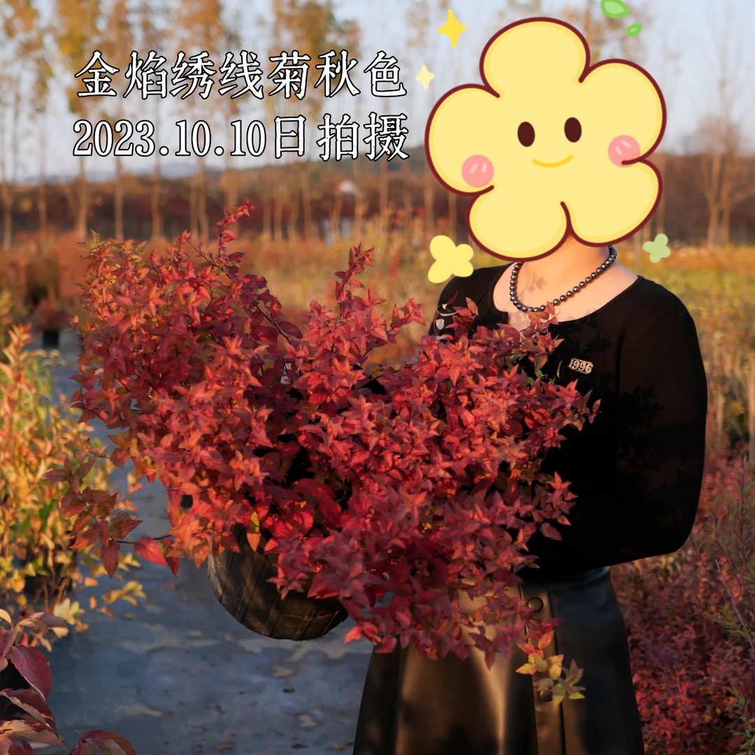 金山金焰绣线菊庭院花园植物耐热耐寒皮实地栽盆栽