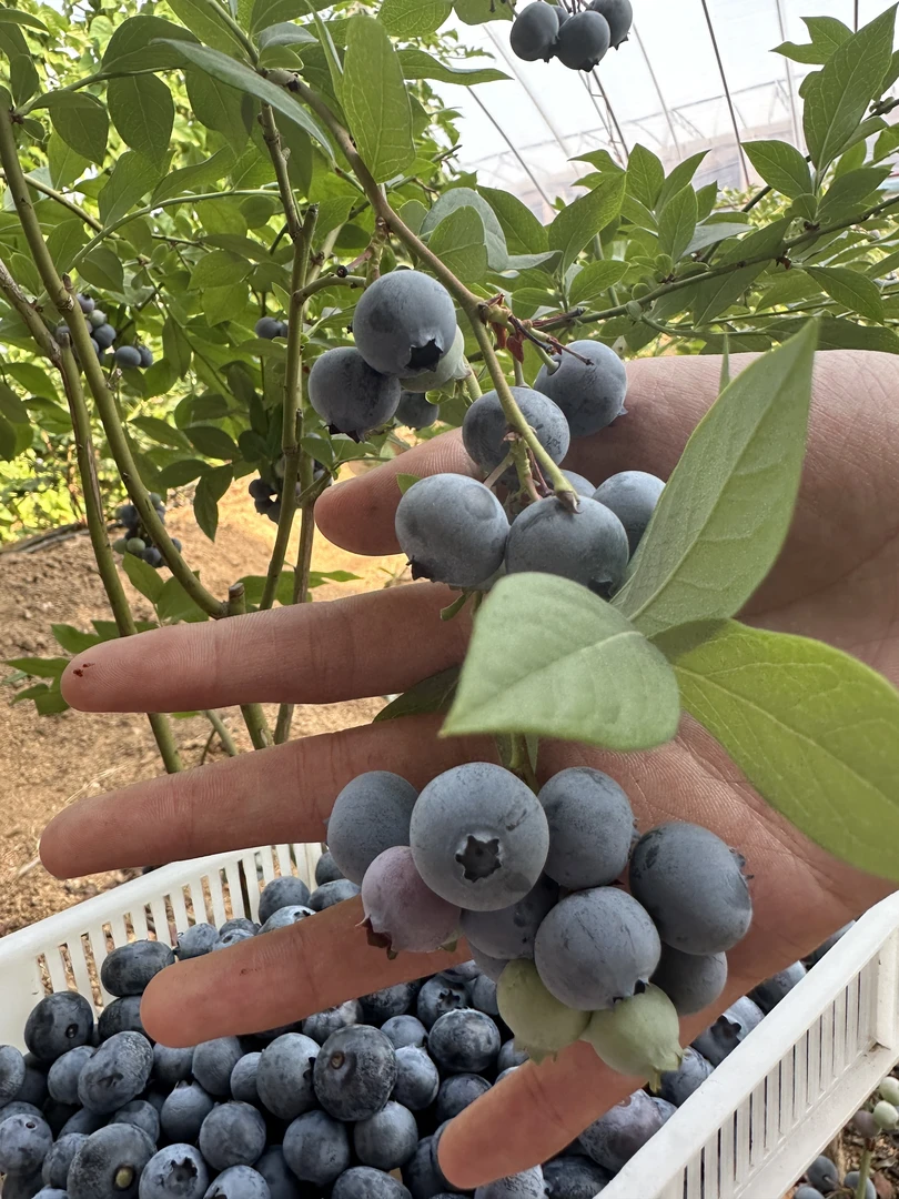 新人福利【中果蓝莓】12mm以上果径新鲜现摘现发孕婴辅食100克每盒