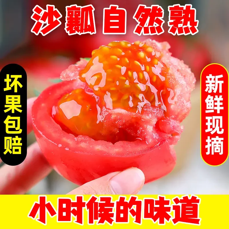 海阳沙瓤番茄自然熟西红柿新鲜水果生吃蔬菜普罗旺斯番茄1/4.5斤