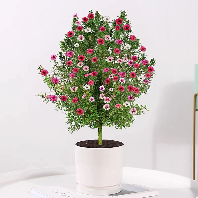 松红梅花卉绿植盆栽 喜欢水的植物阳台庭院开花红色粉色白色多色