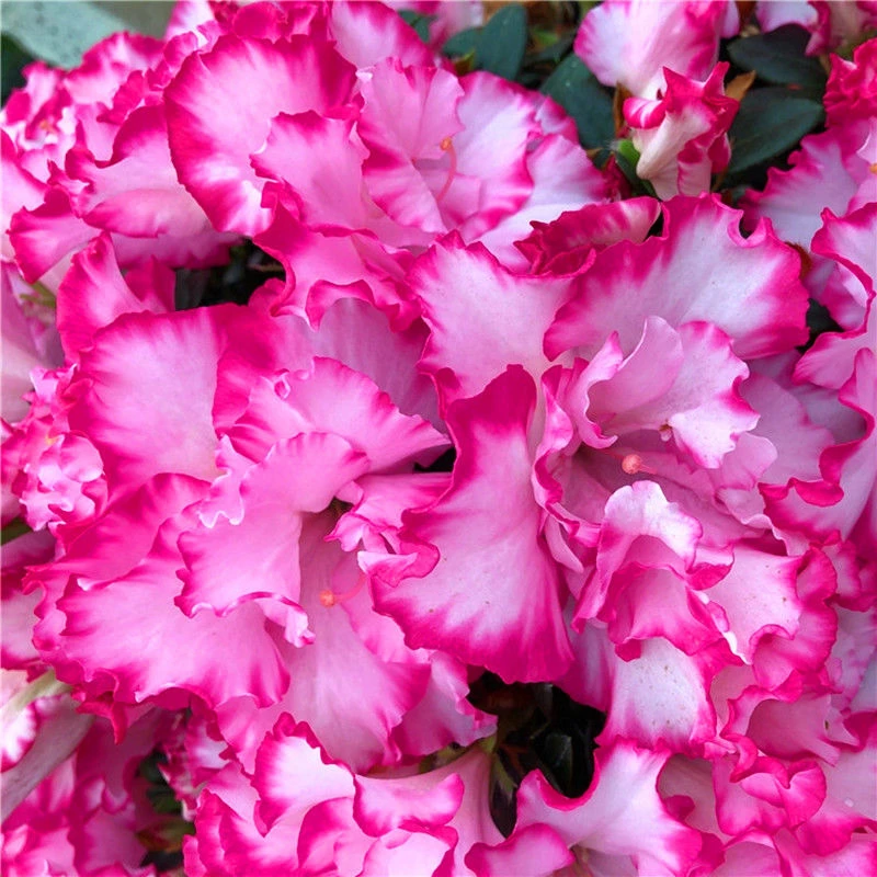 西玛杜鹃花 四季比利时西洋杜鹃办公室阳台庭院花卉绿植盆栽包邮