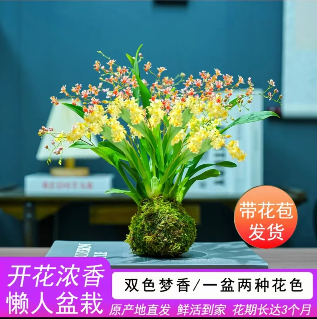 梦香兰【双拼】带盆浓香型花期长室内室外阳台原盆原土发货好养