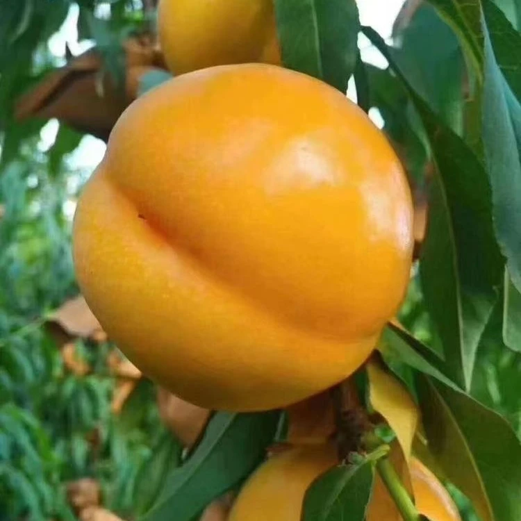 【小乐优选】辽宁  黄油桃  新鲜美味 甜脆可口 一箱3-5斤左右 水果