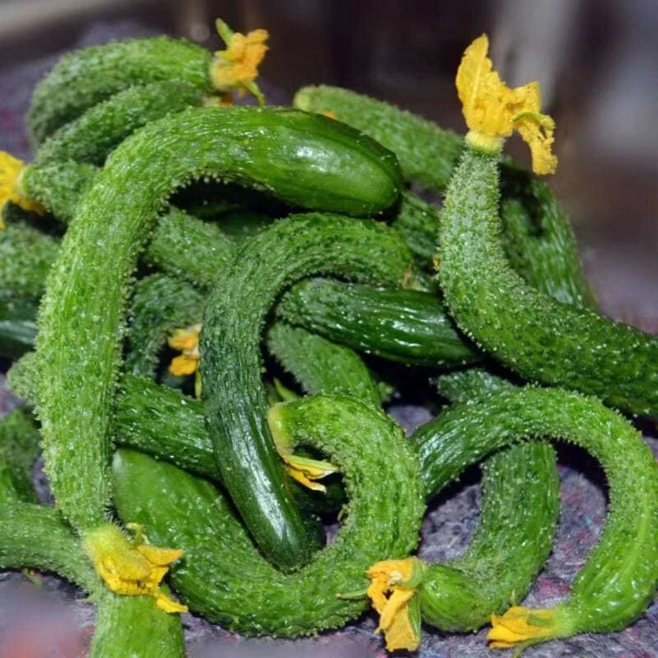 新鲜小黄瓜采摘农家自种可腌制小黄瓜扭1-5斤拇指迷你小黄瓜种植