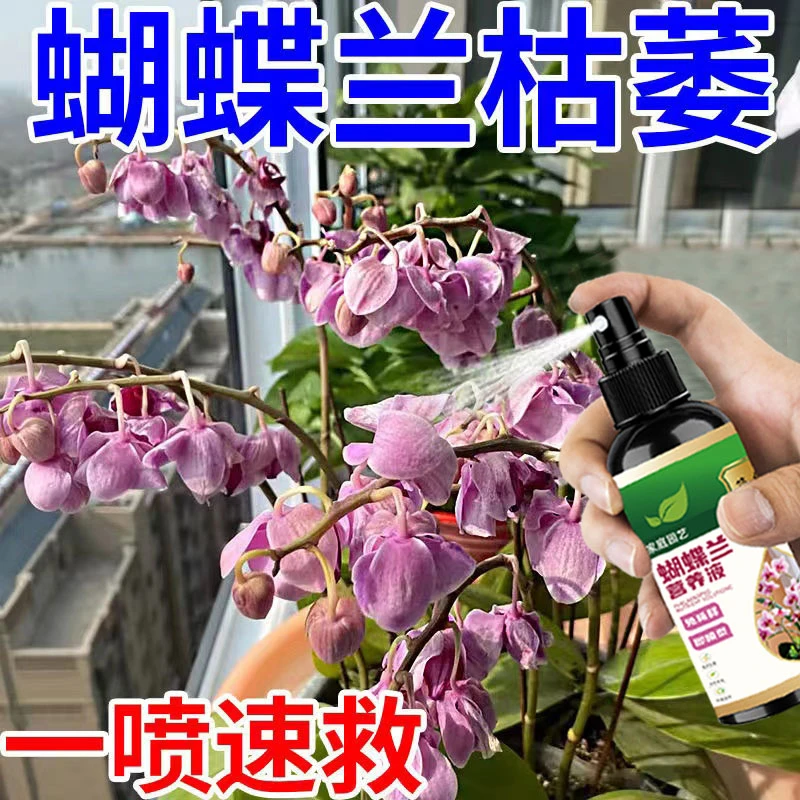 蝴蝶兰营养液枯萎烂根倒伏叶子发黄掉落花期短不开花专用液体肥