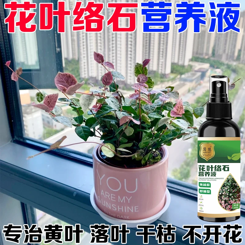 【花叶络石全年旺】花叶络石营养液预防黄叶掉叶修复病斑专用肥料
